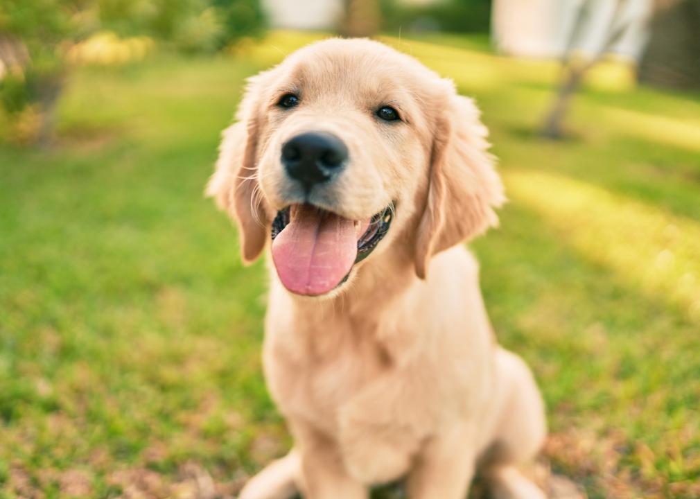 30 Photos of Labrador Retrievers, America's #1 Dog Breed