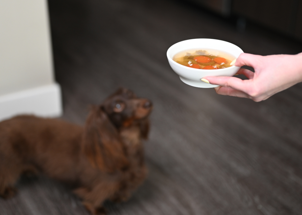 A dog reacts to a bowl of bone broth