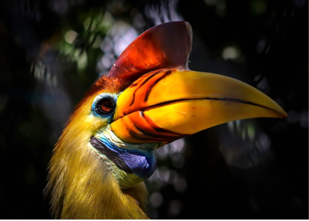 A close-up of a colorful hornbill.