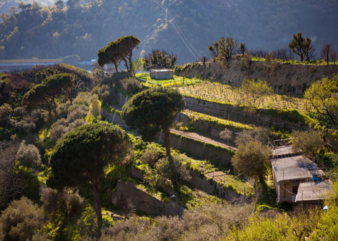 A beautiful Italian forest with winery and trees near Messina, Italy, Sicily