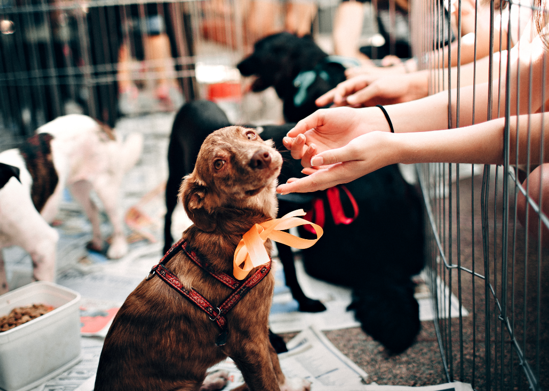 A puppy at a kennel gets attention from human hands reaching into its enclosure.