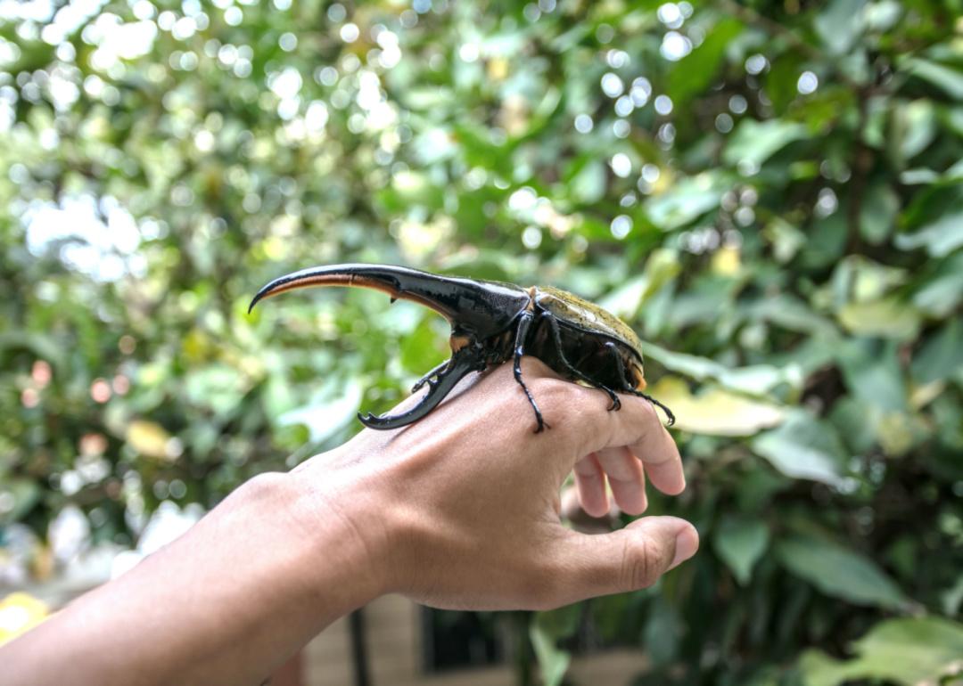 Close-up of Hercules beetle.