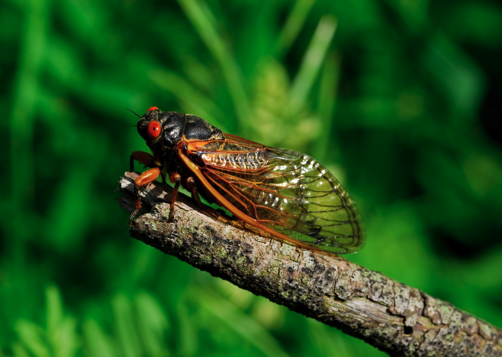 Close up of a cicada on a tree branch.