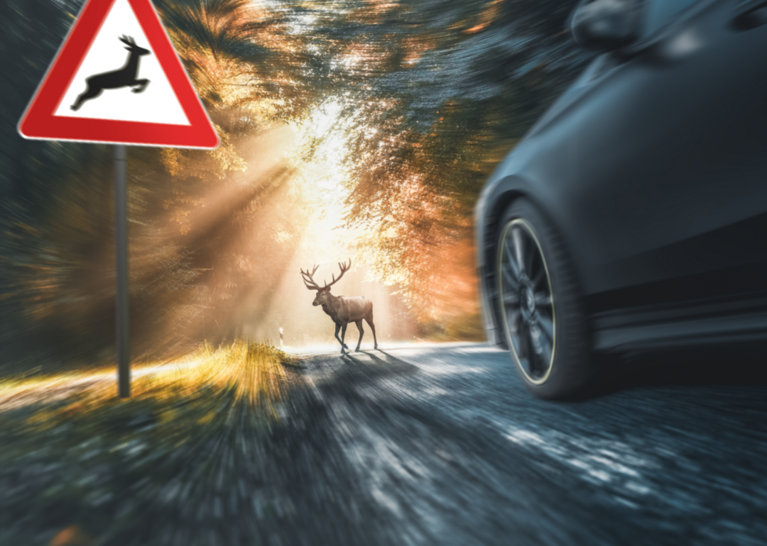 A car passes a deer crossing sign with a stag in the distance.