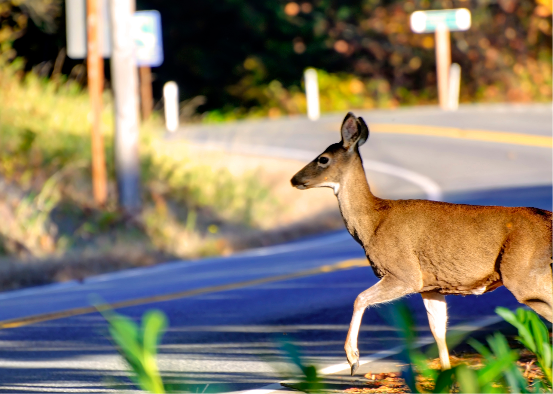 A young deer stands at the edge of a road on a sunny day.