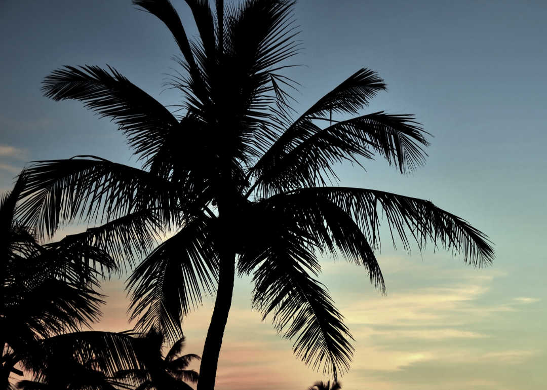 A silhouette of a palm tree against a sunset.