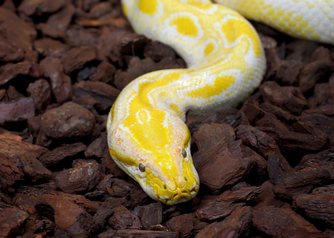 An albino boa constrictor on a bed of wood chips.