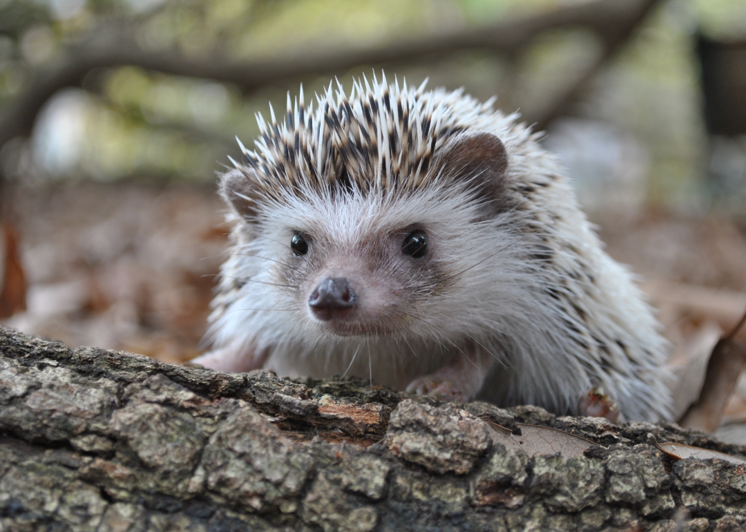 A small hedgehog peers over a log in the forest.