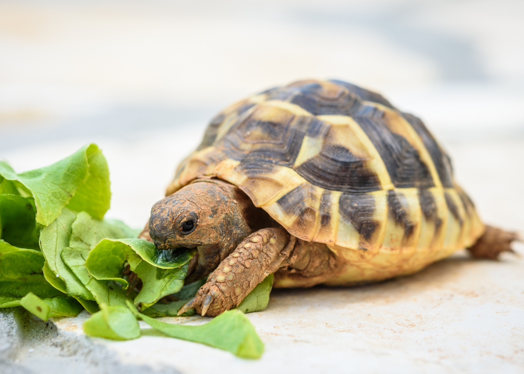 A turtle nibbles on a piece of lettuce on a table.