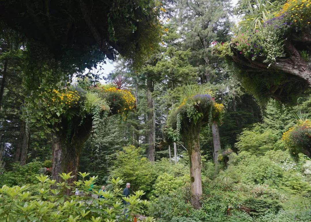 Upside-down tree trunks covered in flowers in Glacier Gardens in Alaska.