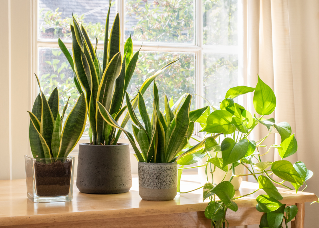 Snake and pothos plants near bright window.