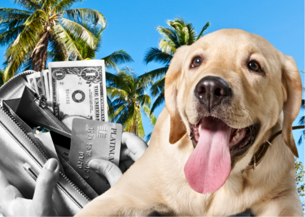 A photo illustration of a yellow lab, hands pulling cash and a credit card out of a wallet, and palm trees and a blue sky in the background. 