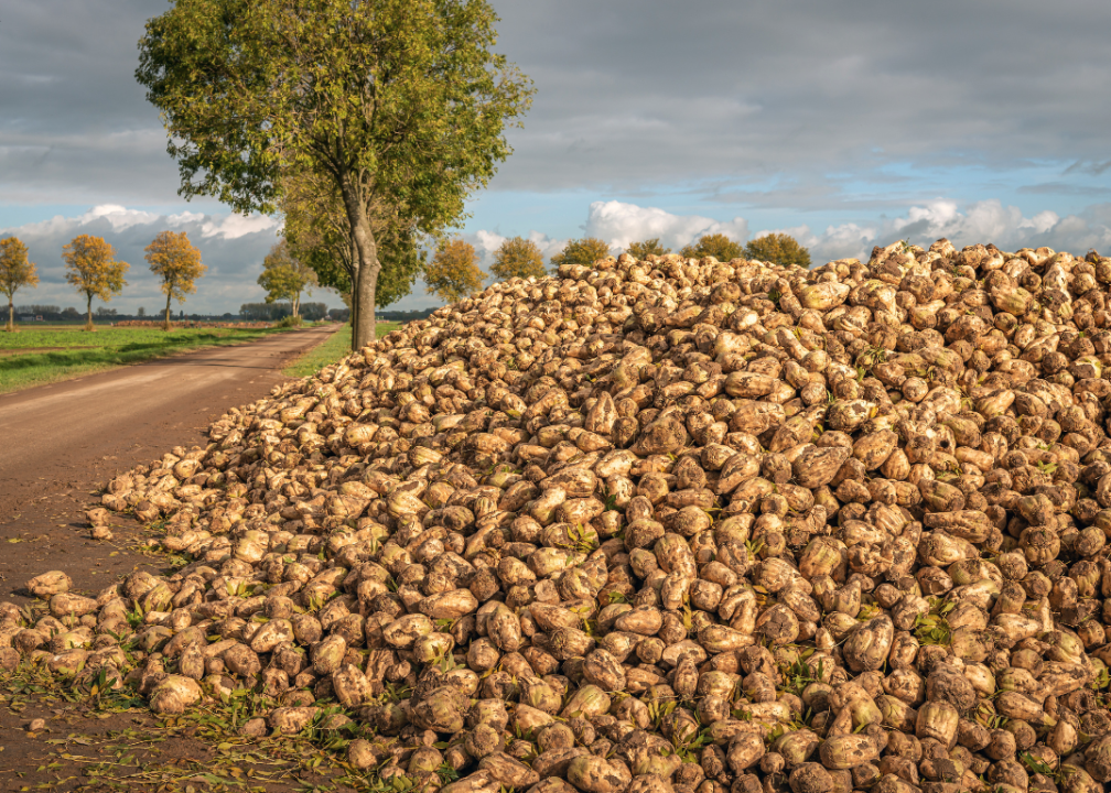 A large pile of beets next to a dirt road.