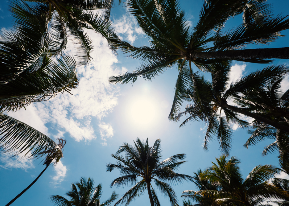 Palm trees against a blue sky with white clouds.