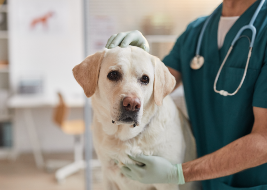 A veterinarian tends to a Labrador retriever in a clinical setting.