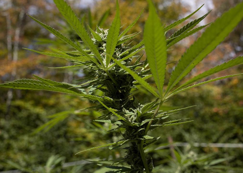 a legally grown cannabis plant in rural New York