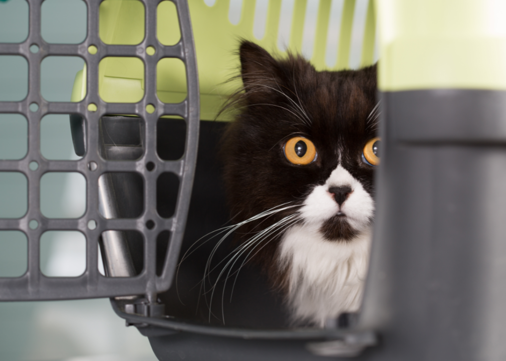 A mostly black cat with golden eyes with some white on their face and chest in a open cat carrier.
