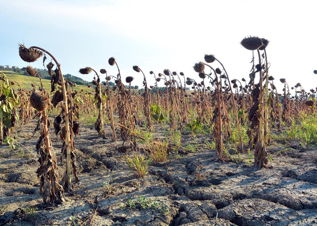Sunflowers dried out in a field due to drought.