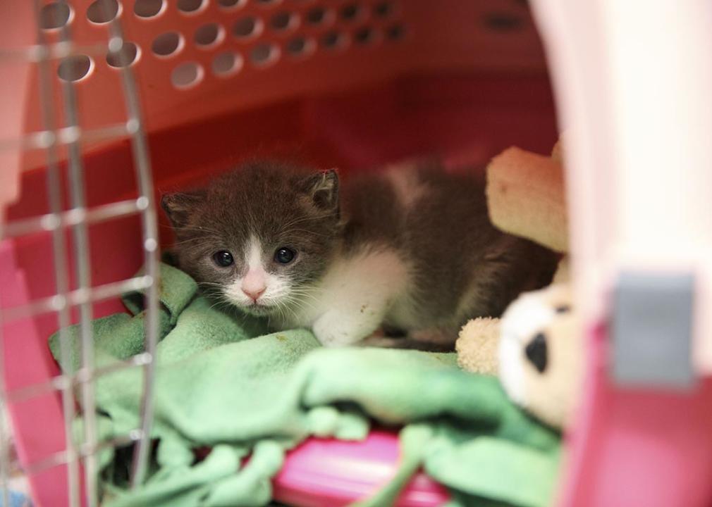 An unweaned grey and white kitten peeks from a carrier inside the kitten nursery at the Best Friends Animal Shelter.