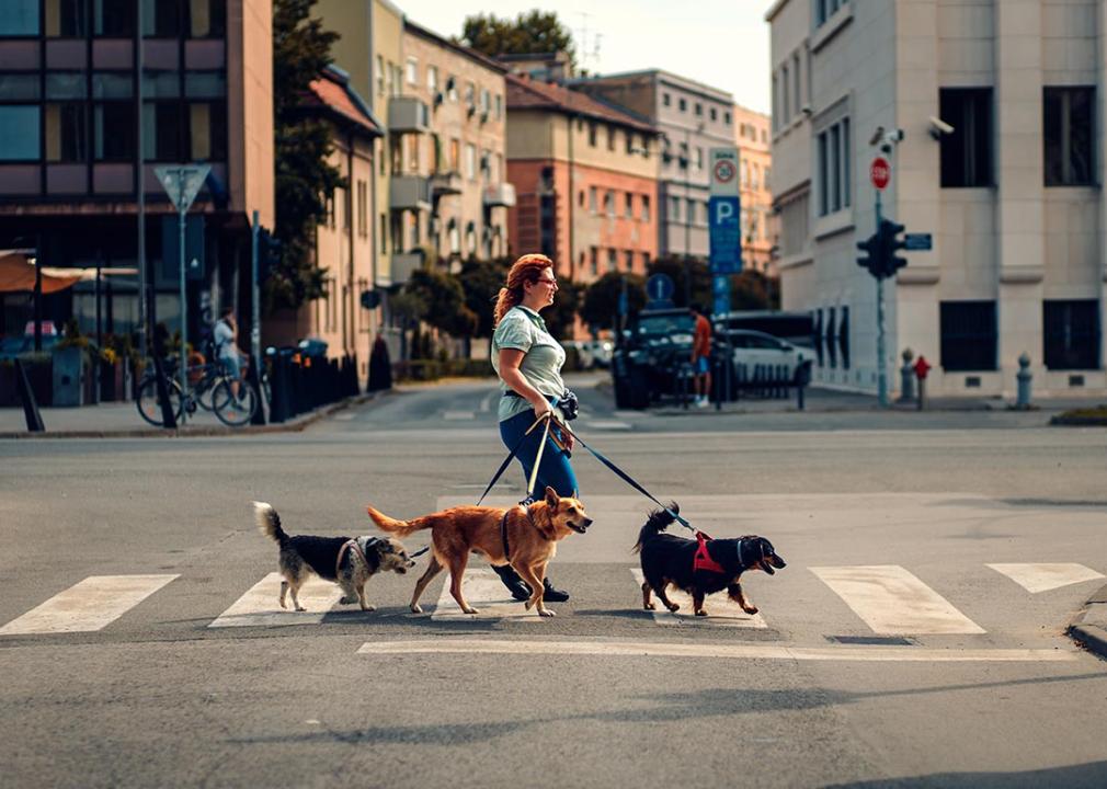 Dog walker crosses intersection with 3 dogs and city in the background.