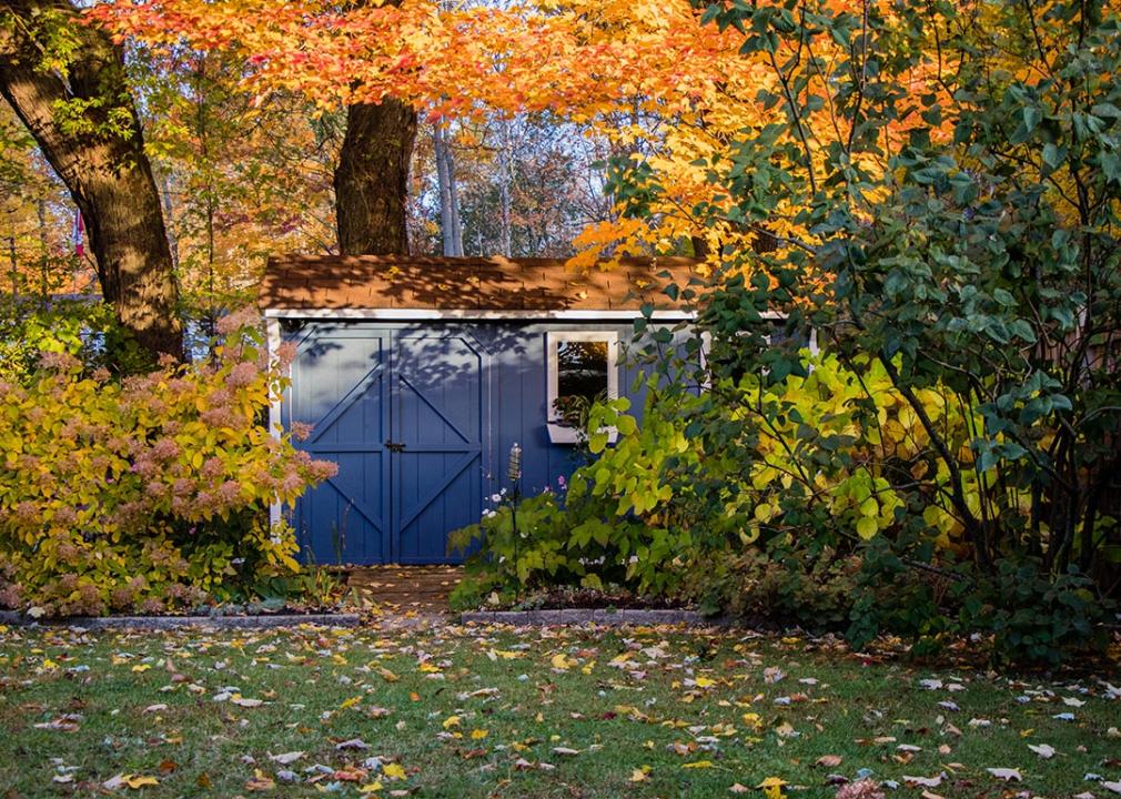 Blue she shed in backyard surrounded by autumn leaves turning yellow and orange.