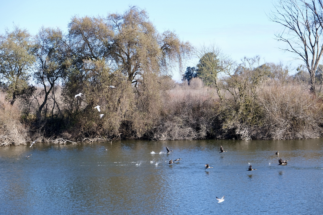 birds fly over water in dos rios preserve area