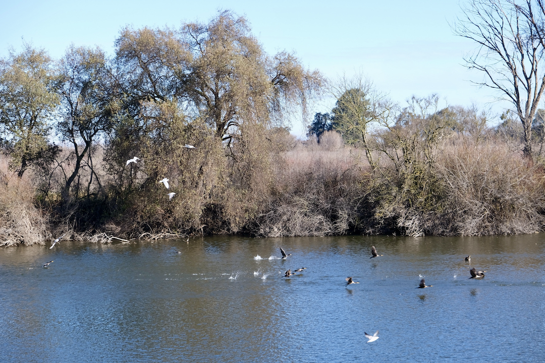 A ranch, rewilded: The successful transformation of California's next state park through floodplain restoration