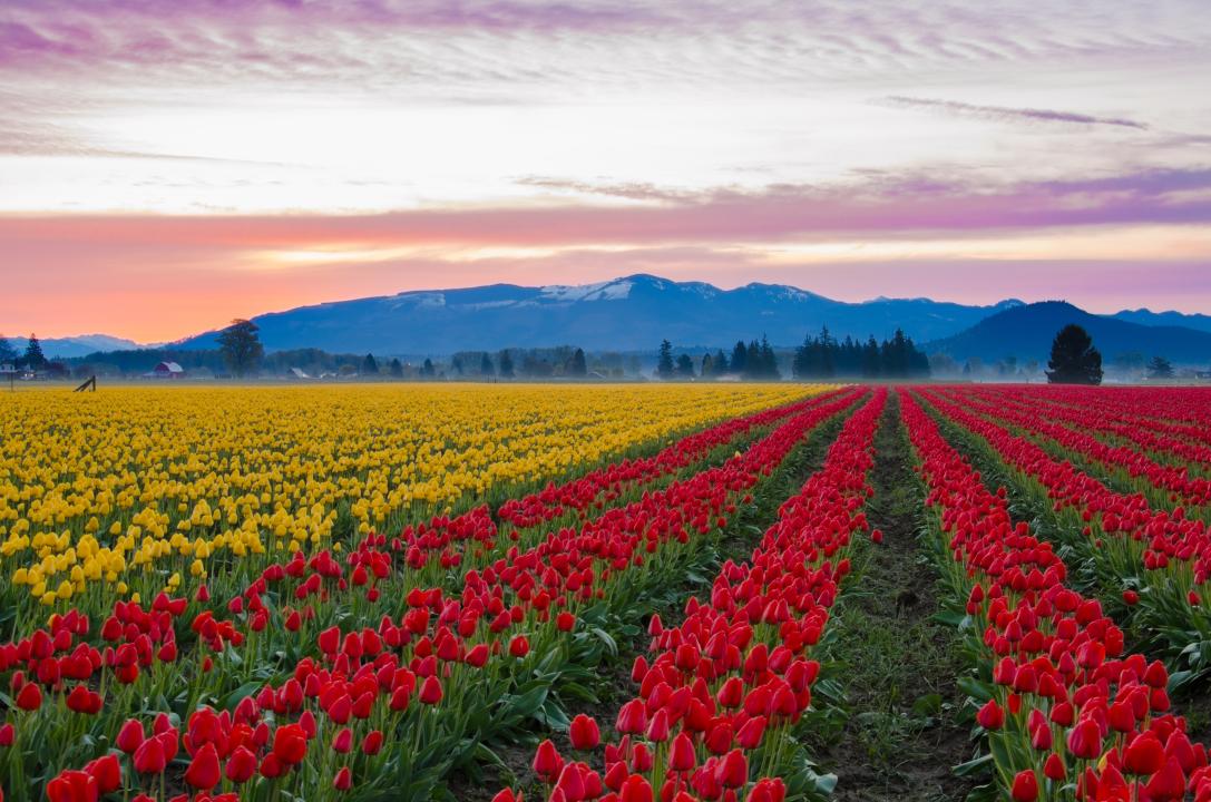 Red and yellow tulips growing in the large fields of Skagit Valley.