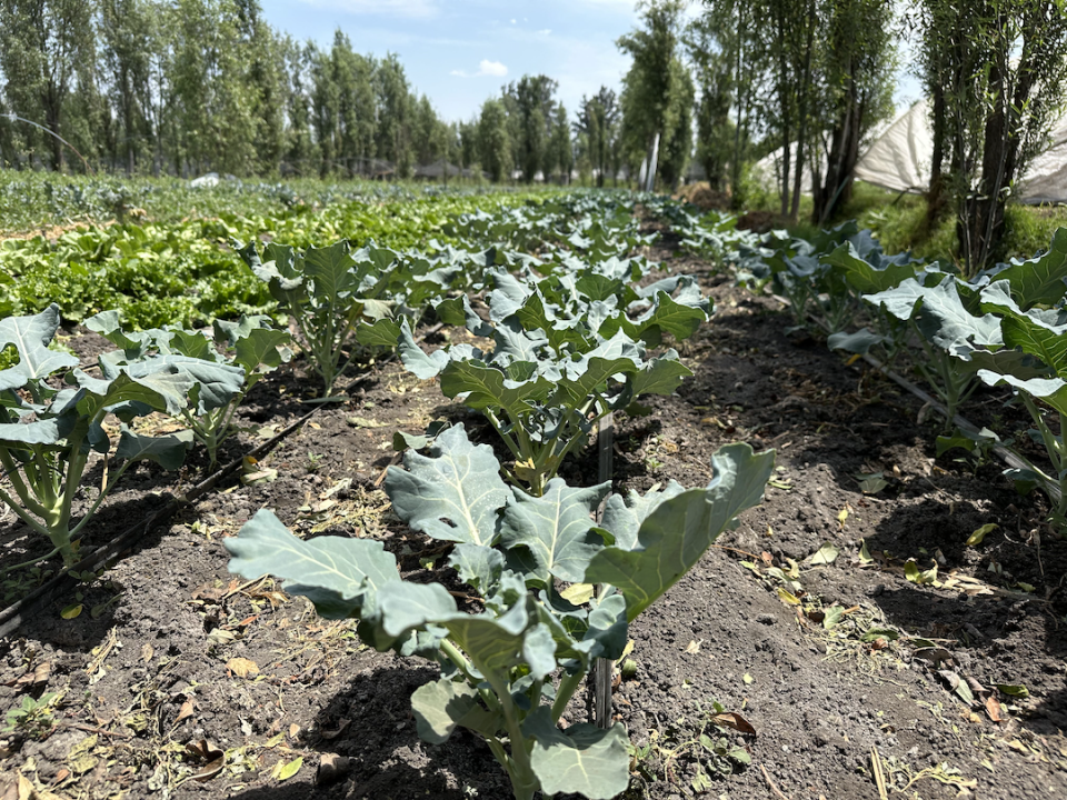 Greens and other vegetables flourish on the chinampas.