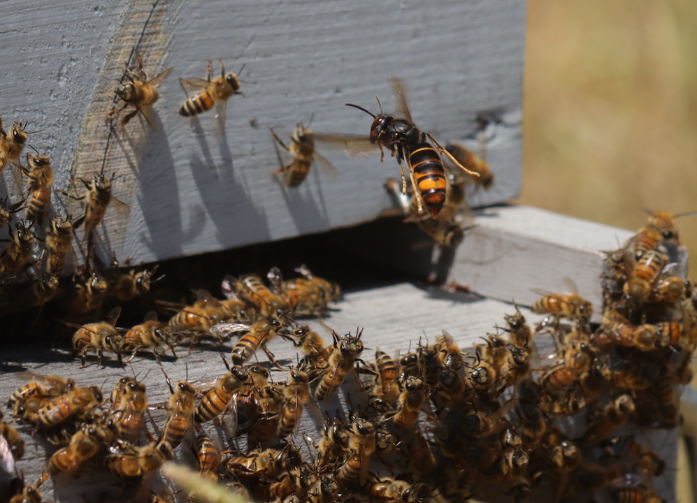 Asian hornet invading a honeybee hive.