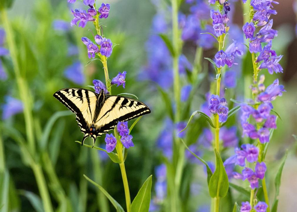 A pale yellow and black Swallowtail butterfly pollinating in a garden full of purple Rocky Mountain Penstemon flowers.