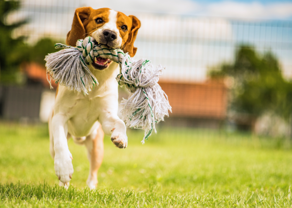 A beagle running in the grass with a rope toy in its mouth.