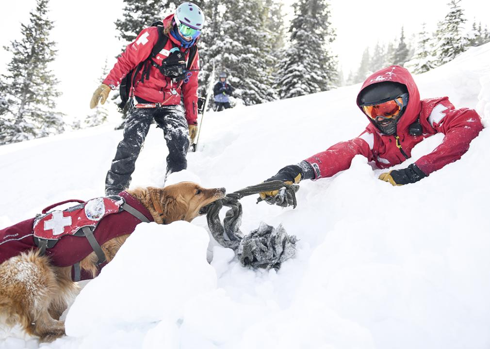 An avalanche rescue dog pulls a ski patroller during training.