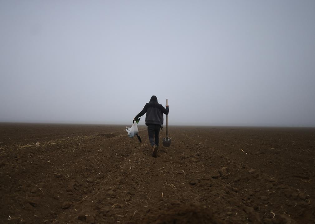 An undocumented worker from Honduras carrying a shovel, looks for damaged irrigation hoses in a cantaloupe field at Del Bosque Farms in Firebaugh, CA.