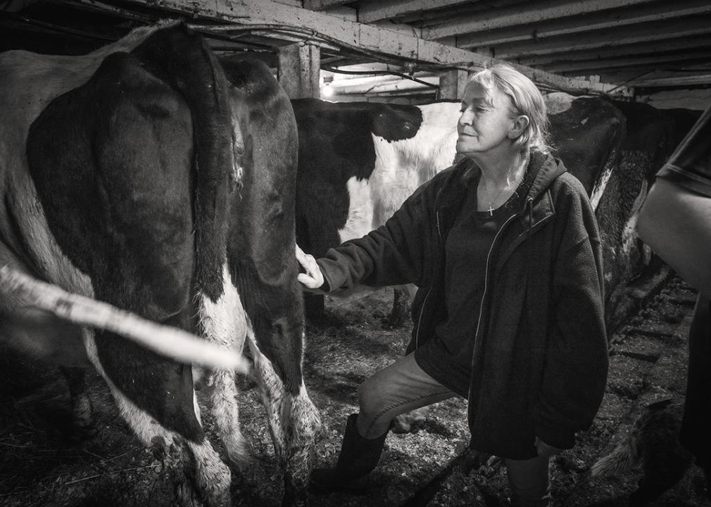Lori, Tom’s wife, strokes a cow at the end of its days.