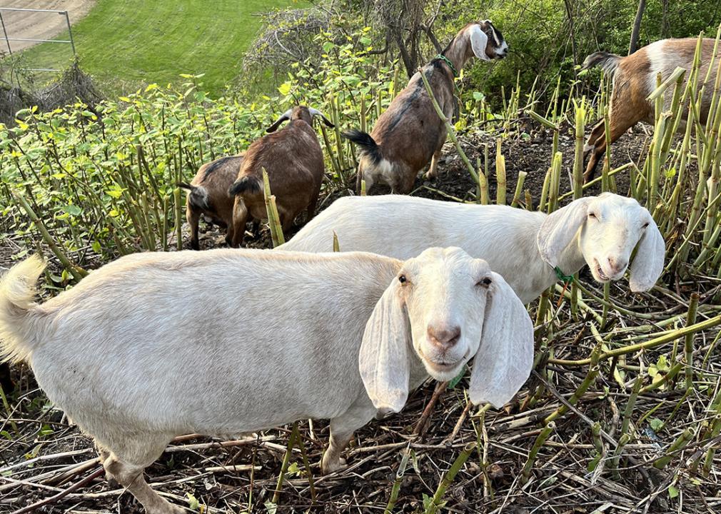Two goats in a herd smiling happily eating invasive plants in a wide land.