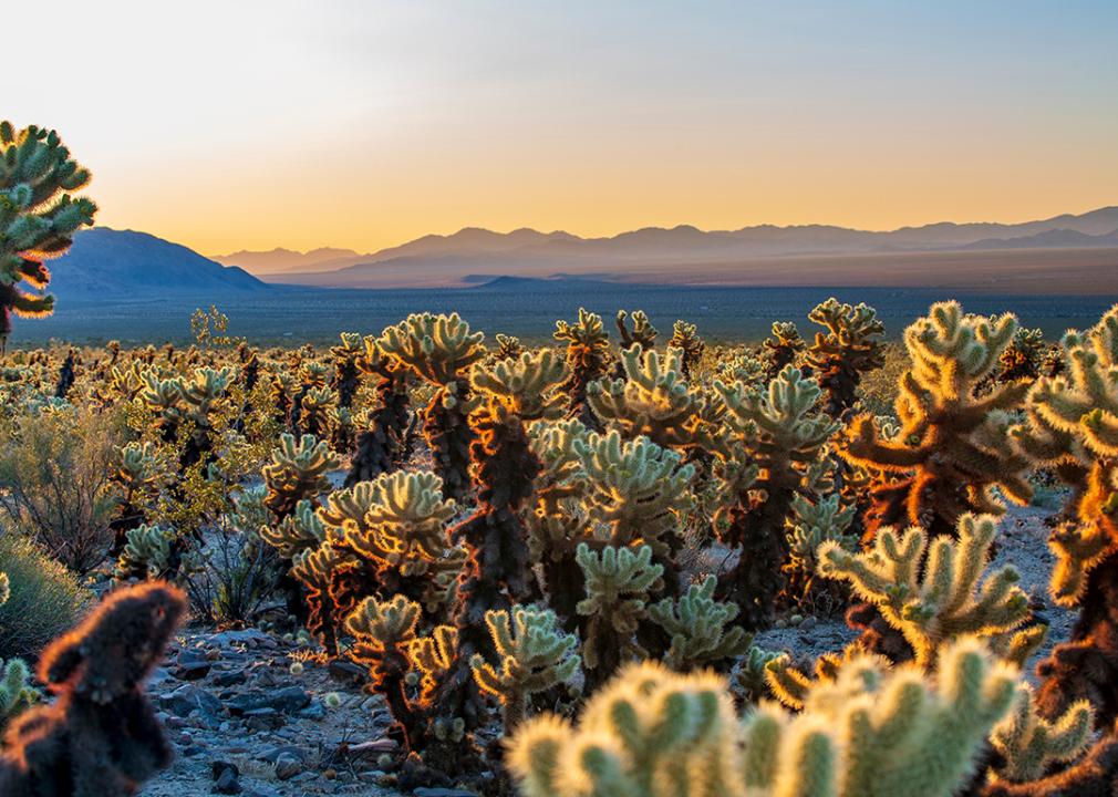 The Cholla Cactus Garden Trail in Joshua Tree National Park, California.