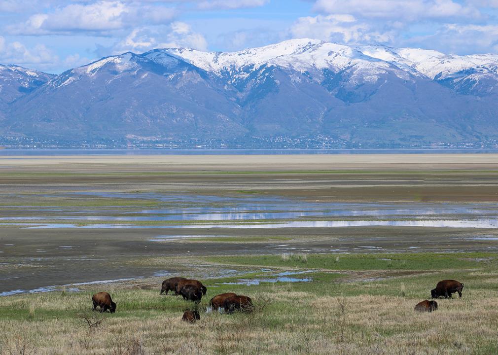 A view of animals at the Antelope Island State Park in Utah.