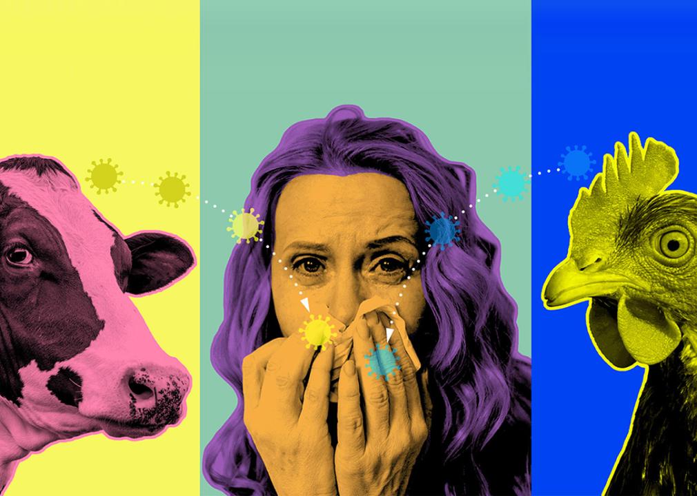 Illustration showing a colorful three-image collage of a woman with a flu, a cow and a chicken.