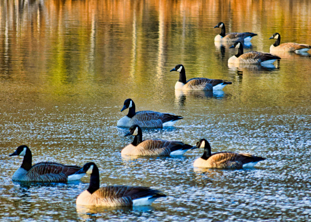 Canadian geese in water.