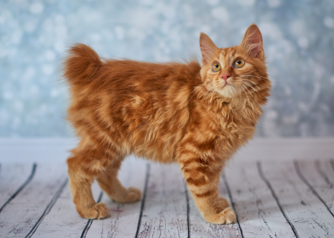 Orange american bobtail cat standing on wood floor