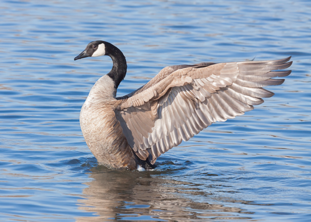 Canadian goose takes off from lake