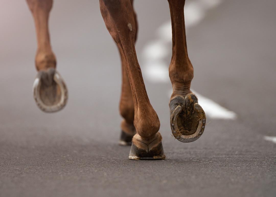 Close up horse hooves on paved road.