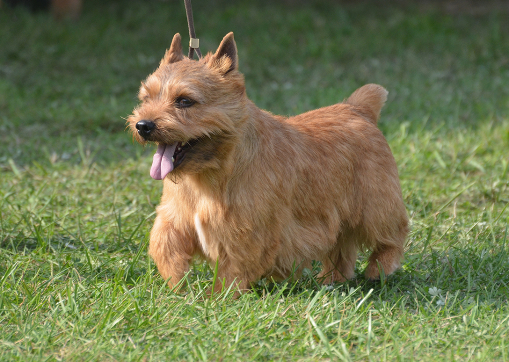 #6. Chinese shar-pei Glen Terrier walking on grass.