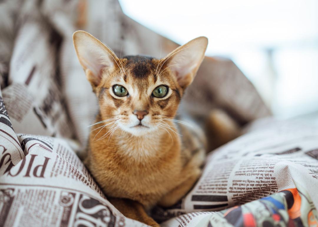 Abyssinian cat portrait