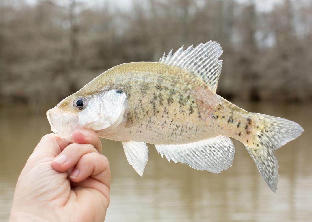 Record fish caught in Missouri