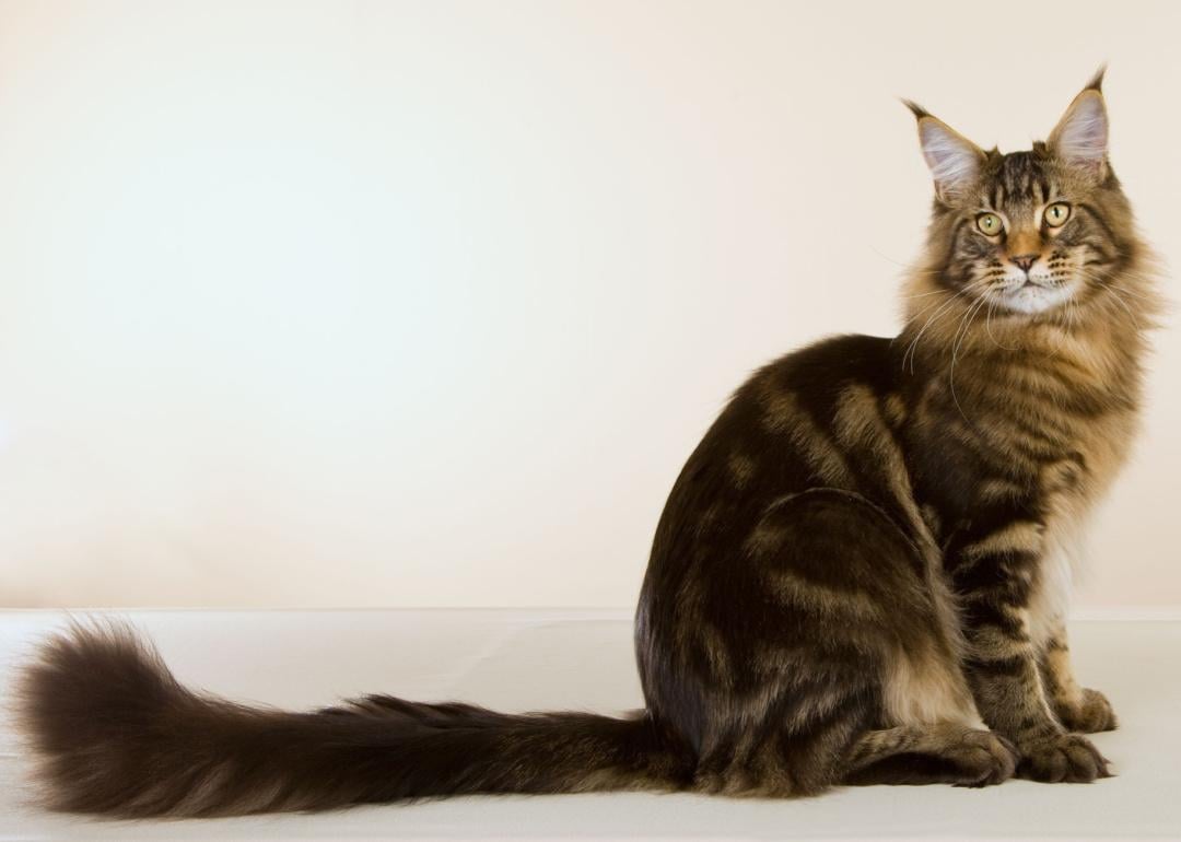 Maine coon cat sitting