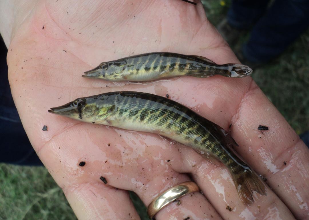 Record fish caught in Missouri