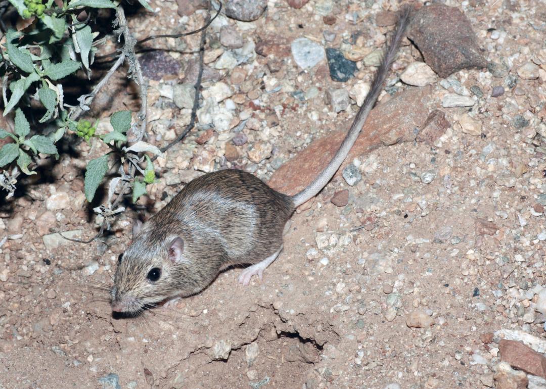 Desert pocket mouse in natural habitat.