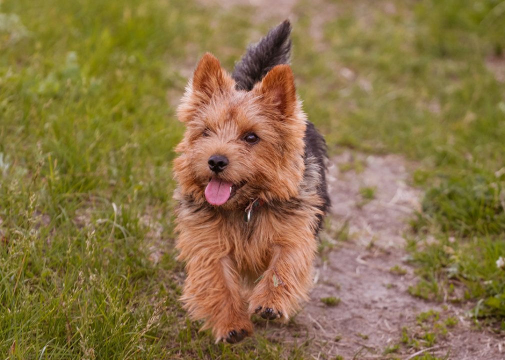 A Norwich terrier walking in the field.